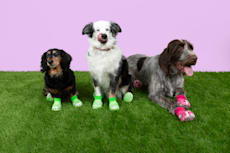 Pet Crocs Boots - Dragon Fruit