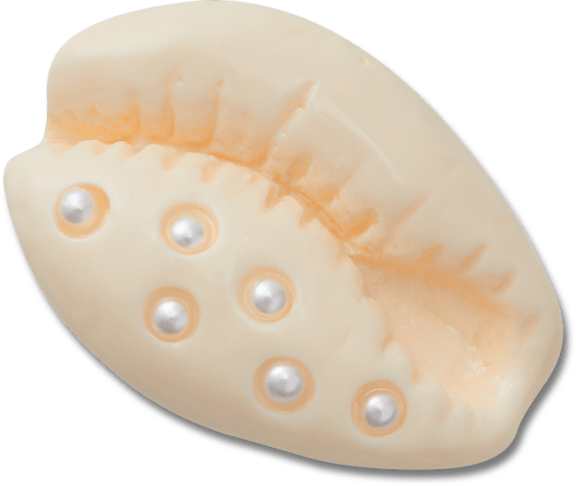 Pearl Puka Shell