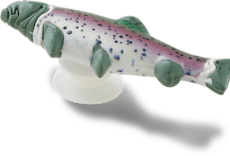 Trout Fish
